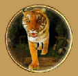 jewel journey tiger